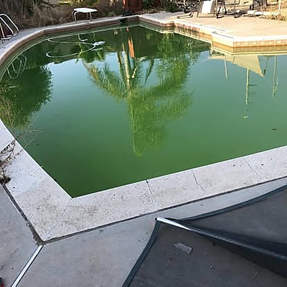 Deep green, algae-filled rectangular pool before ASJEM Pools cleaning